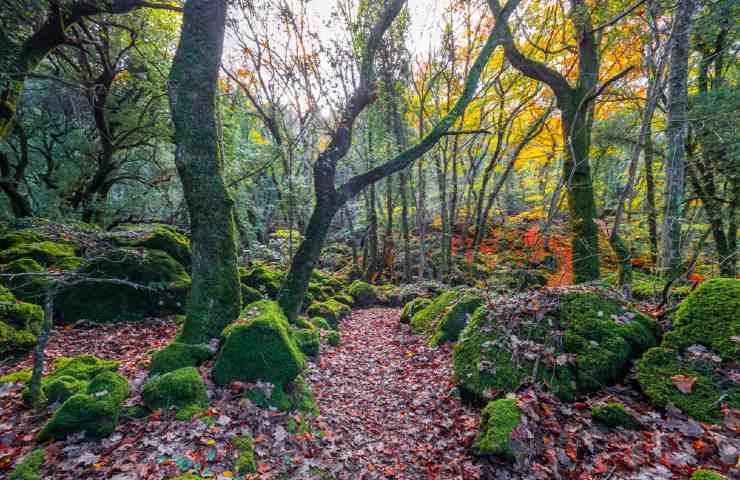 Il Bosco del Sasseto