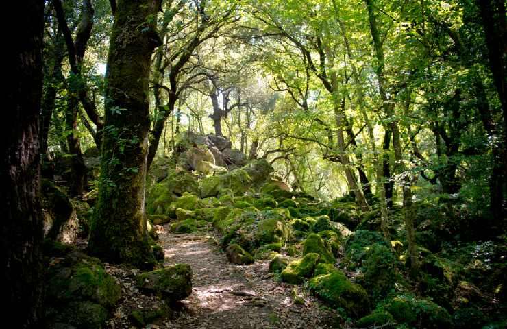 Il meraviglioso Bosco del Sasseto