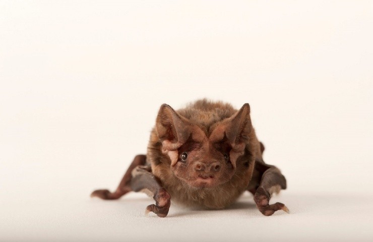 Pipistrello marrone