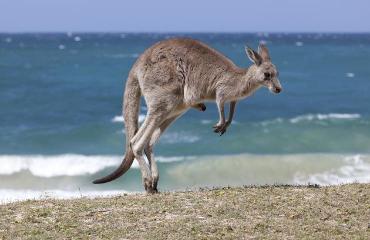 Kangaroo jumping in the ocean