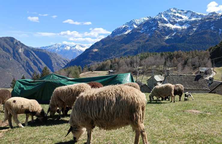 montagna, baita, pecore