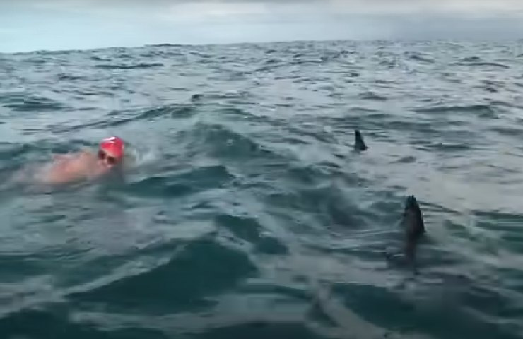 Nuotatore e delfini