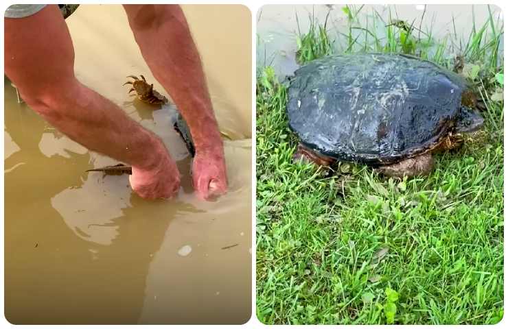 Un uomo salva una tartaruga
