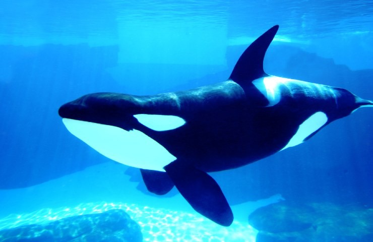 Un'orca