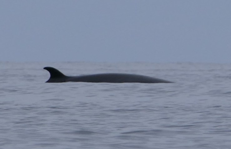 apparizione della balena