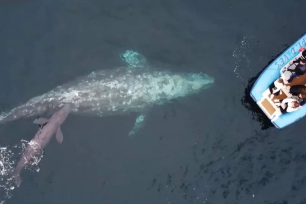 balena partorisce