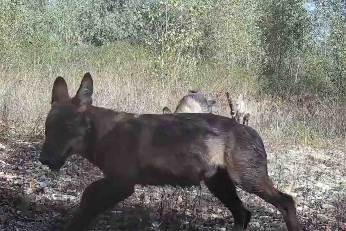 cuccioli di lupo