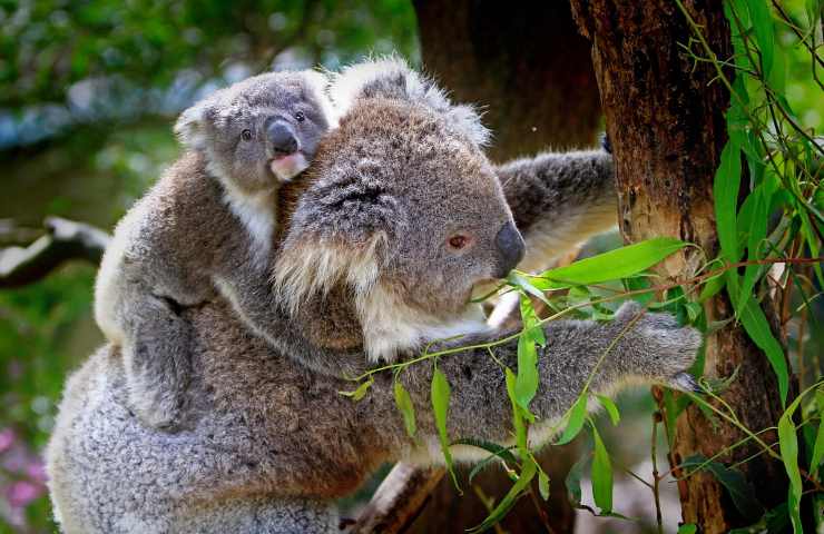 due koala