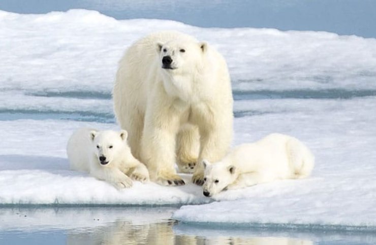 svalbard orsi polari