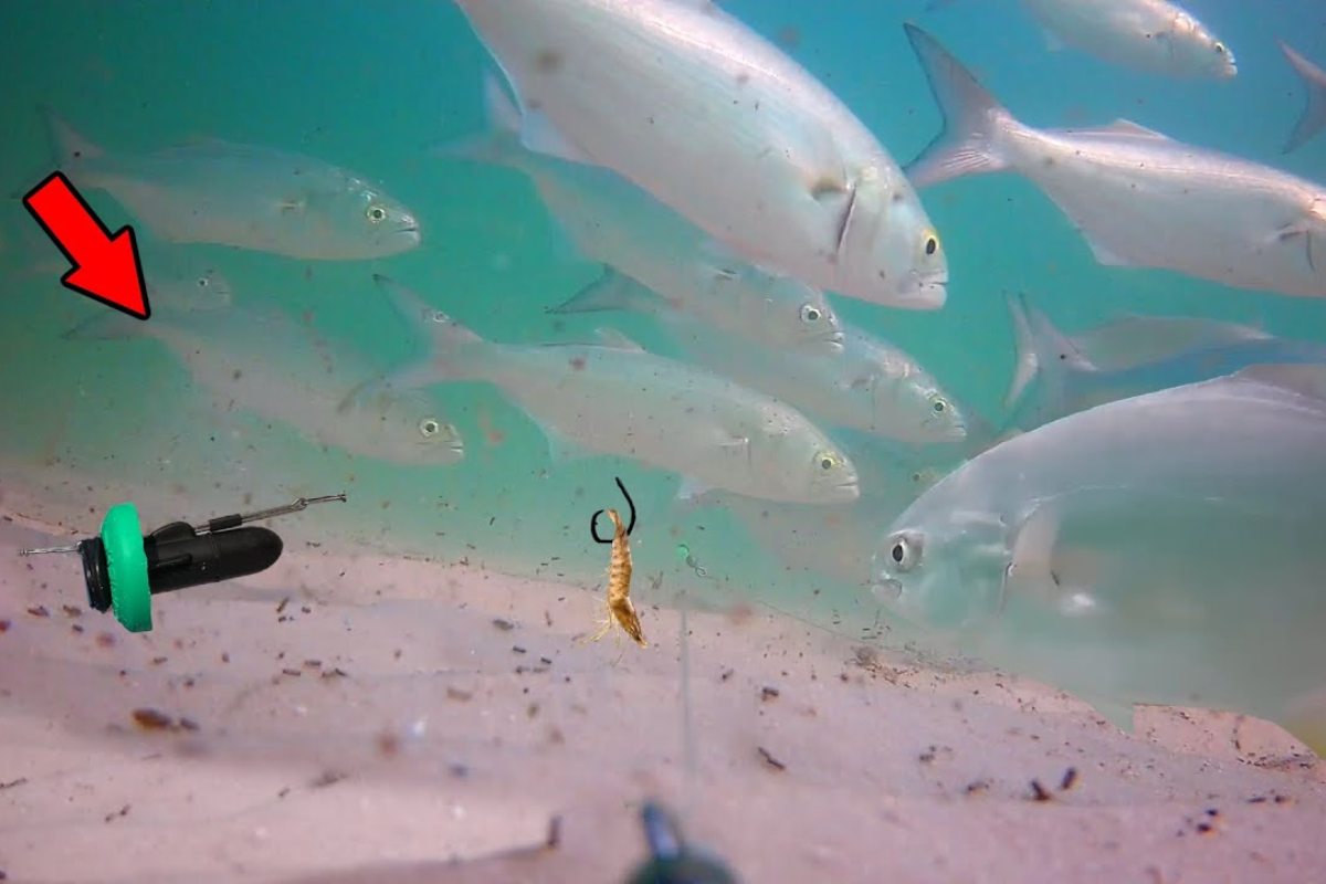 videocamera con i pesci