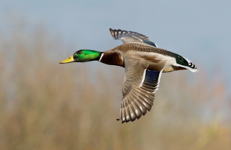 Una Coppia Di Germani Reali A Villa Doria-Pamphili, Roma  Foto Emiliano Mori Fig16 216473449