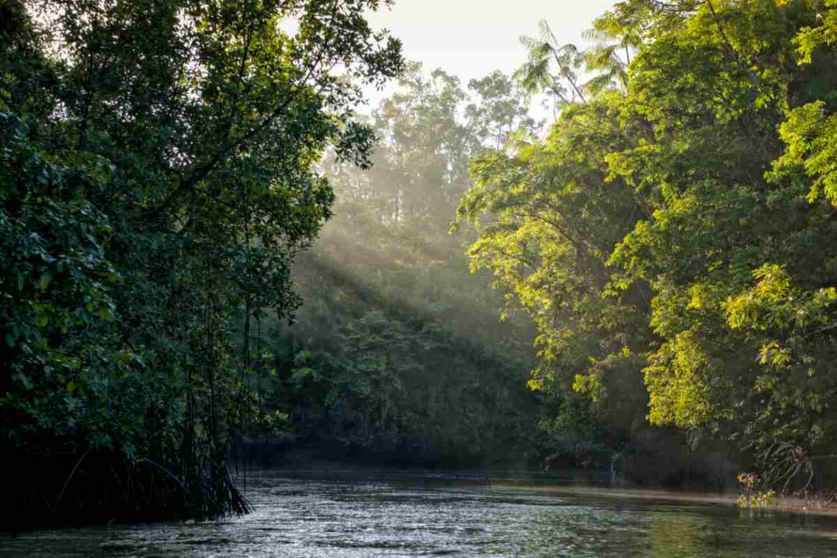 Natura e ambiente foresta amazzonica