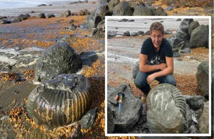 Un gigantesco ammonite fossile