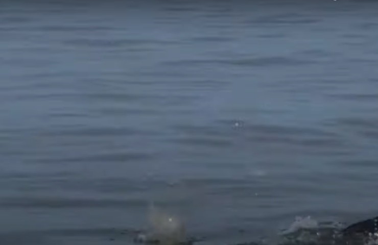 Un delfino gioca con medusa