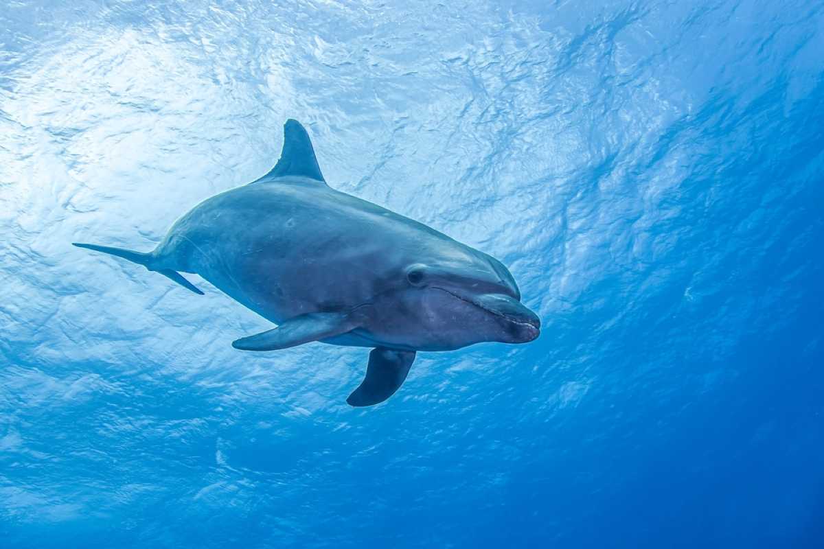 Un uomo salva un delfino