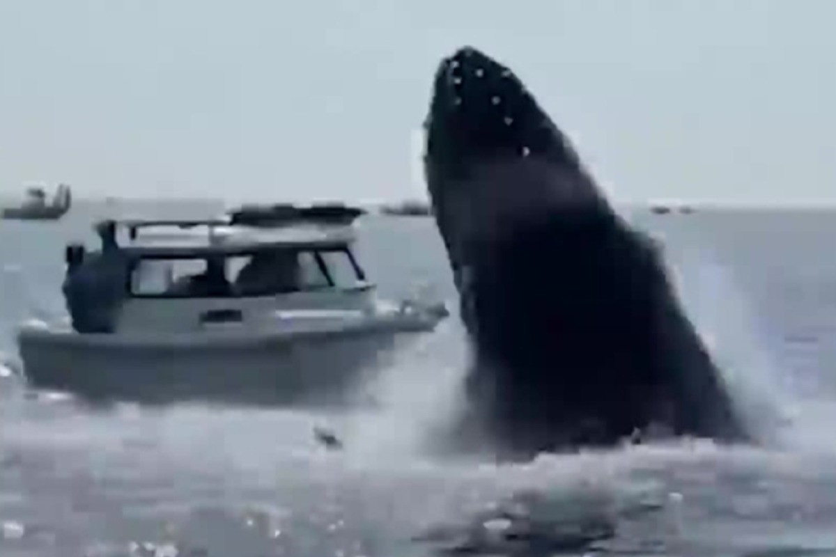 balena attacca barca