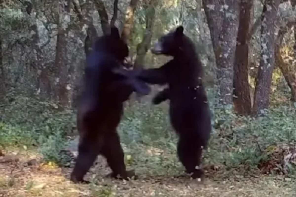 danza orsi