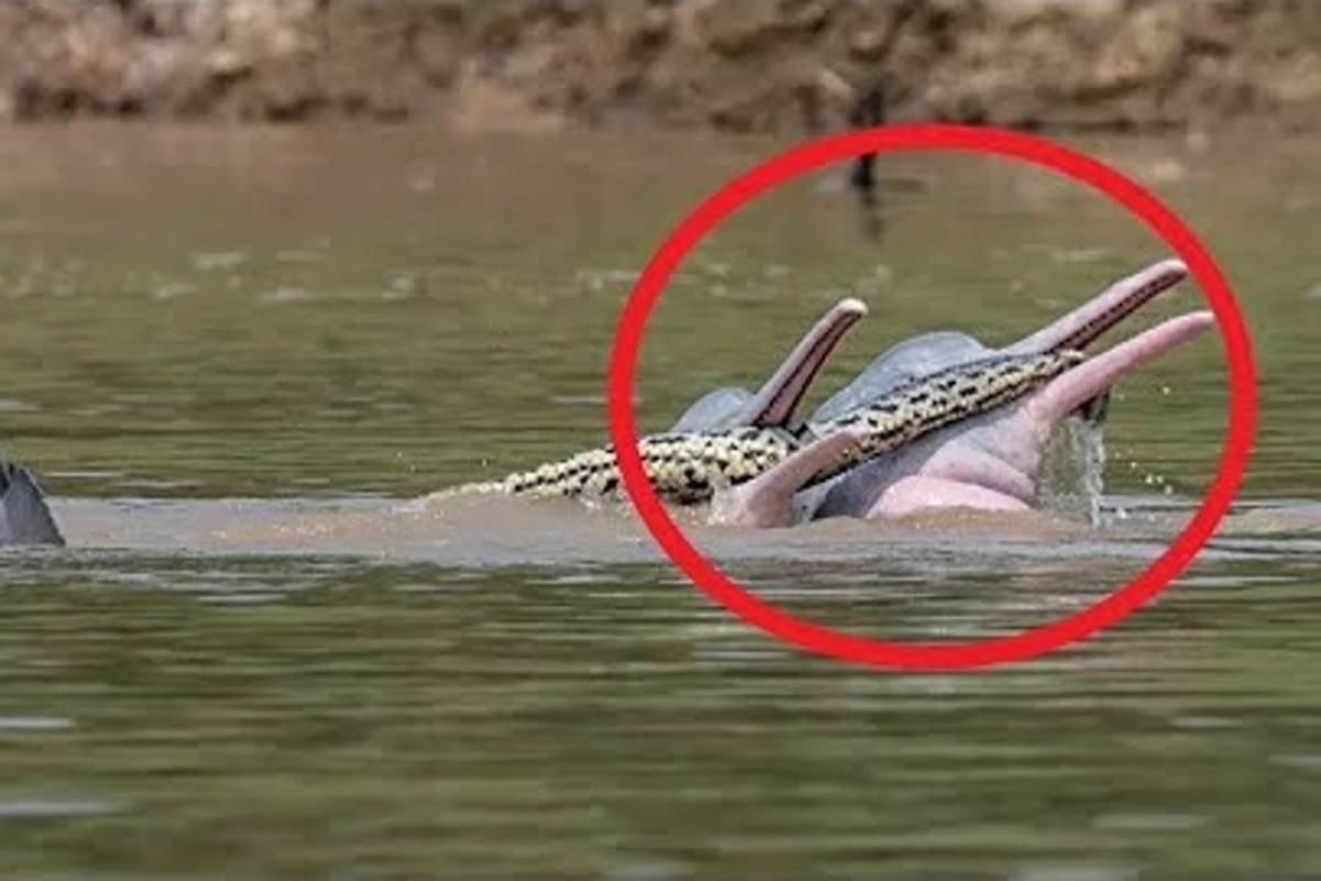 delfini con anaconda in bocca