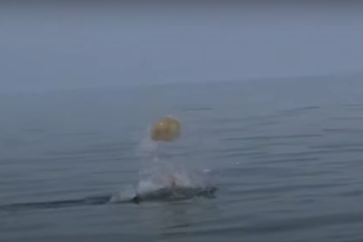 delfino gioca con medusa