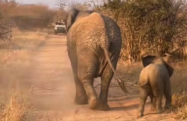 elefante e cucciolo