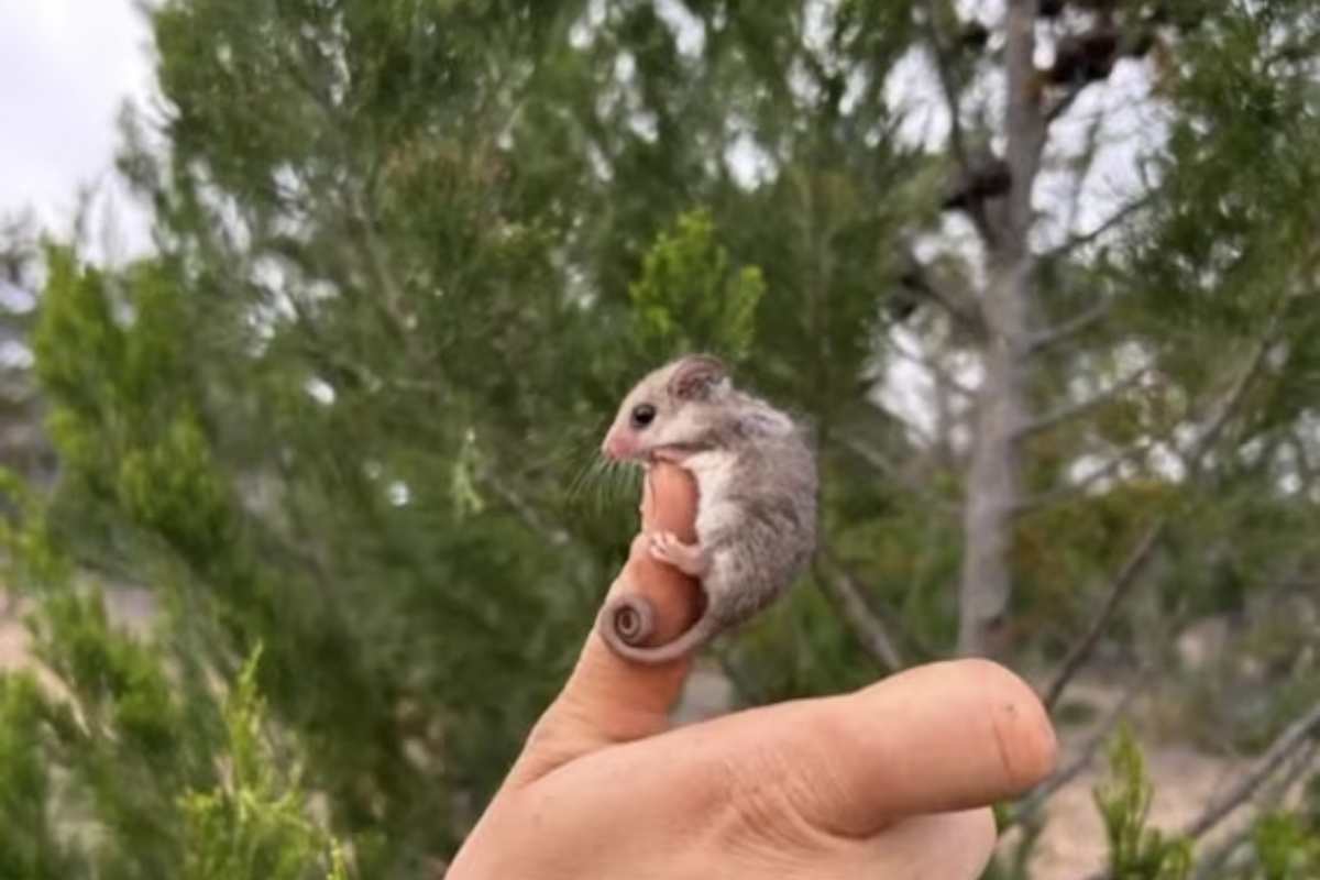 piccolo opossum