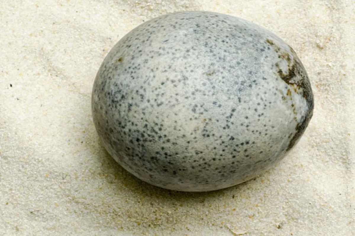 un uovo di 1700 anni fa