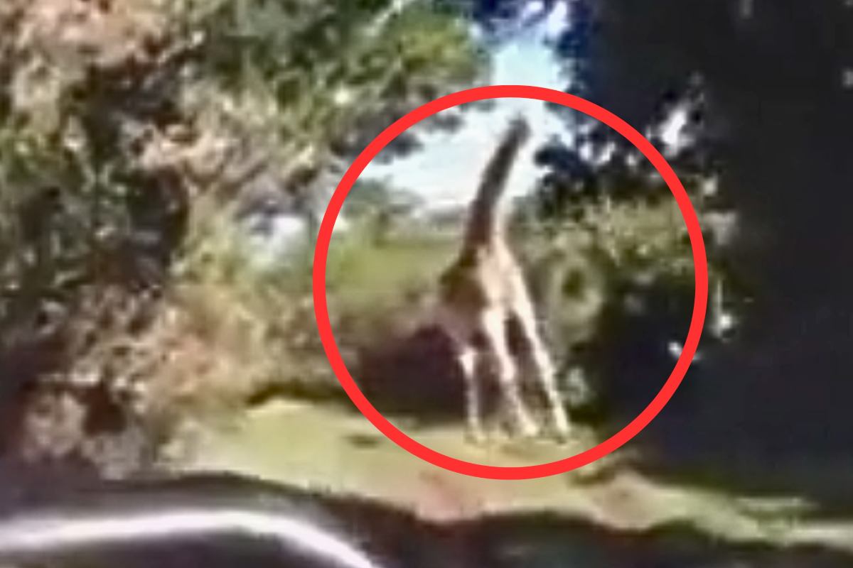 Giraffa insegue turisti