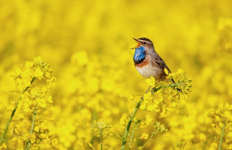 Canto degli uccelli