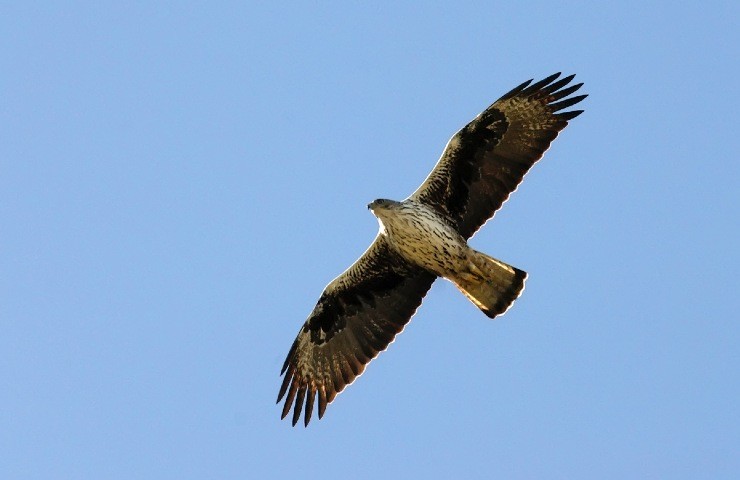 L'aquila di bonelli