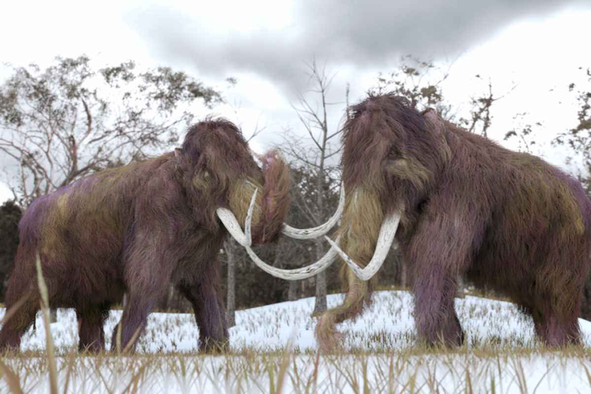 Mammut lanosi