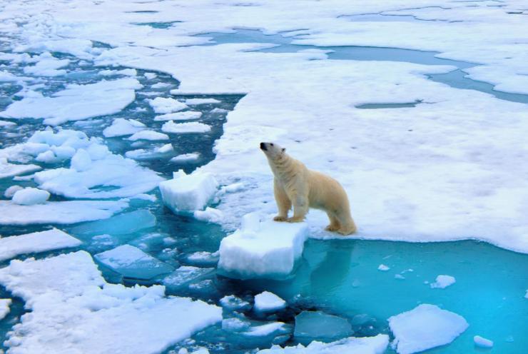 Orso Polare sul ghiaccio