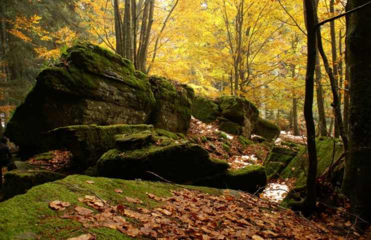 Parco nazionale delle Foreste casentinesi tra Toscana ed Emilia Romagna