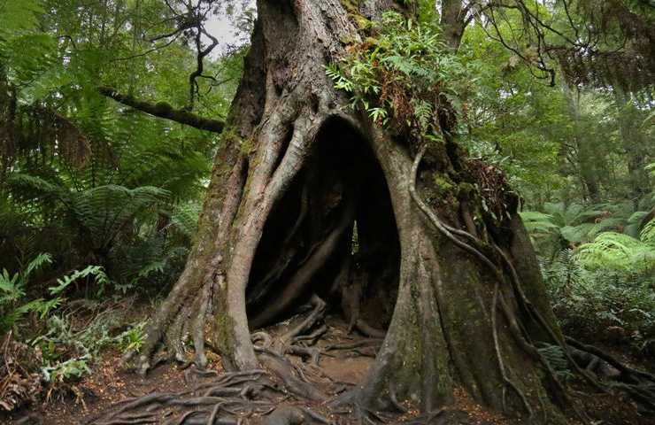 alberi antichi