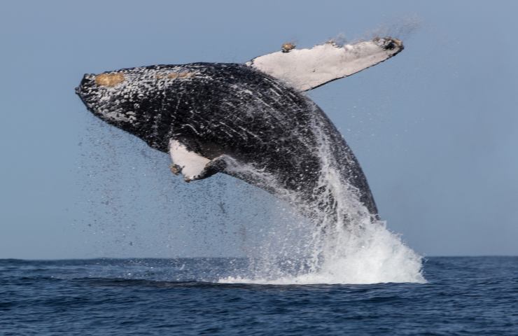 balena che salta