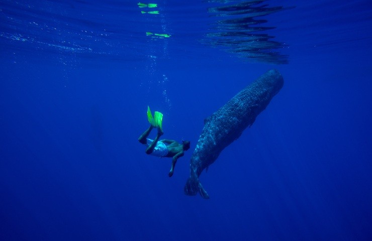 balena salva biologa