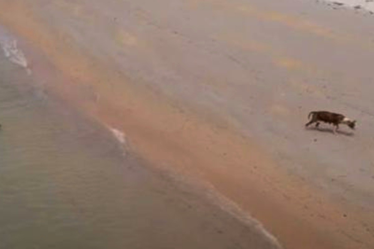cane passeggia sulla spiaggia