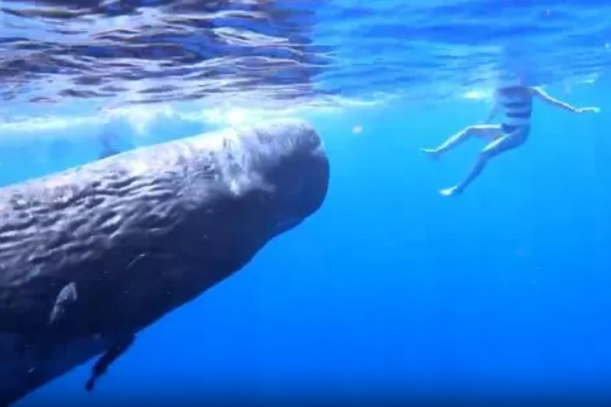 Sperm whale joins woman in the water: what happens right next?