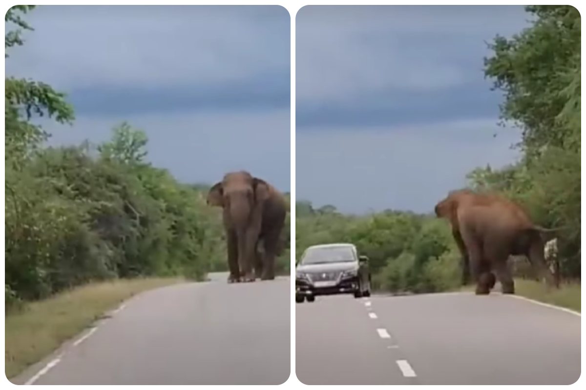 elefante invade la strada