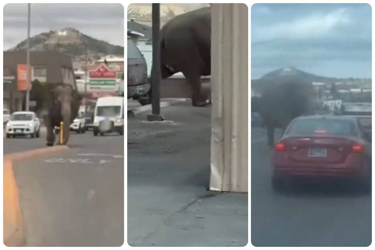 elefante invade strada