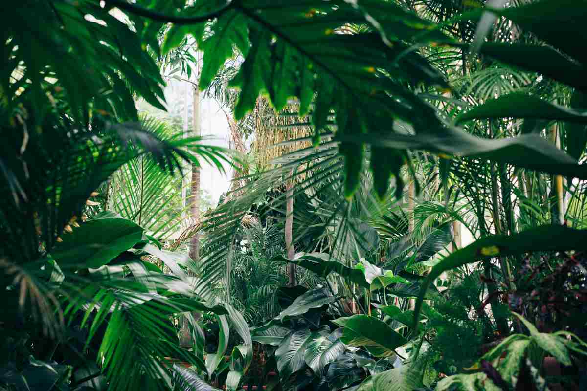 foresta tropicale