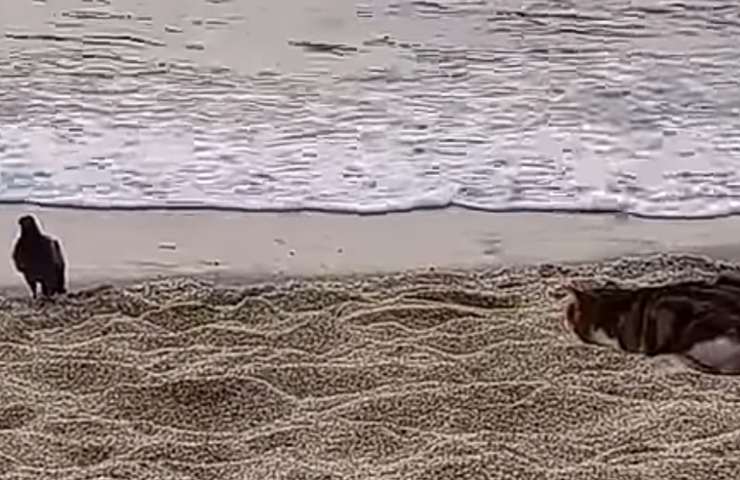 gatto sulla spiaggia