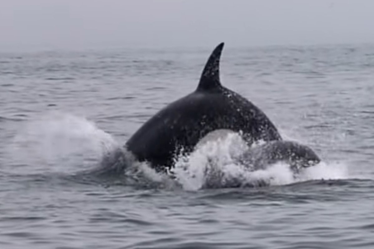 il delfino tenta di scappare dall'orca