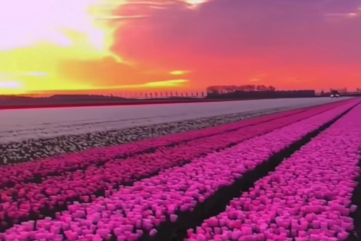 immenso giardino di tulipani