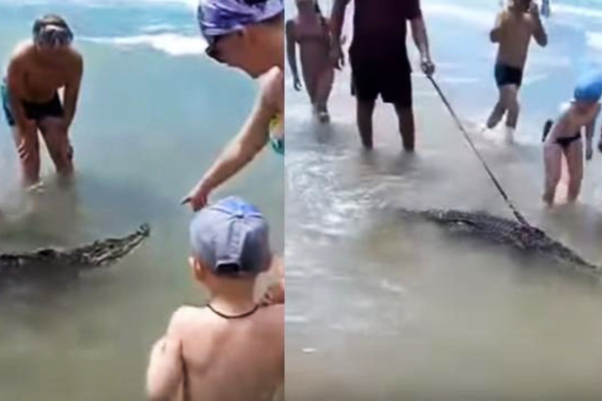 A man goes to the beach with this animal on a leash and everyone is in disbelief