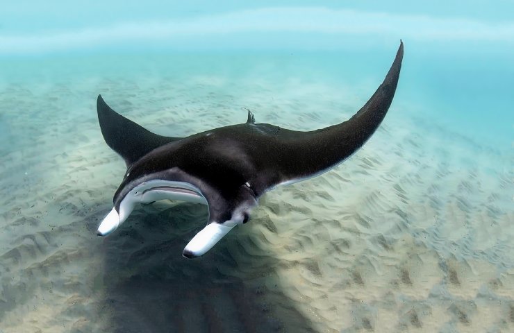 manta