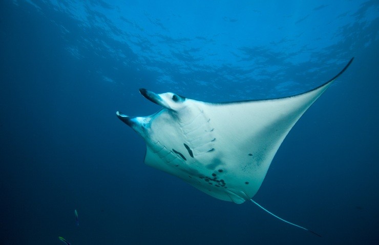 manta