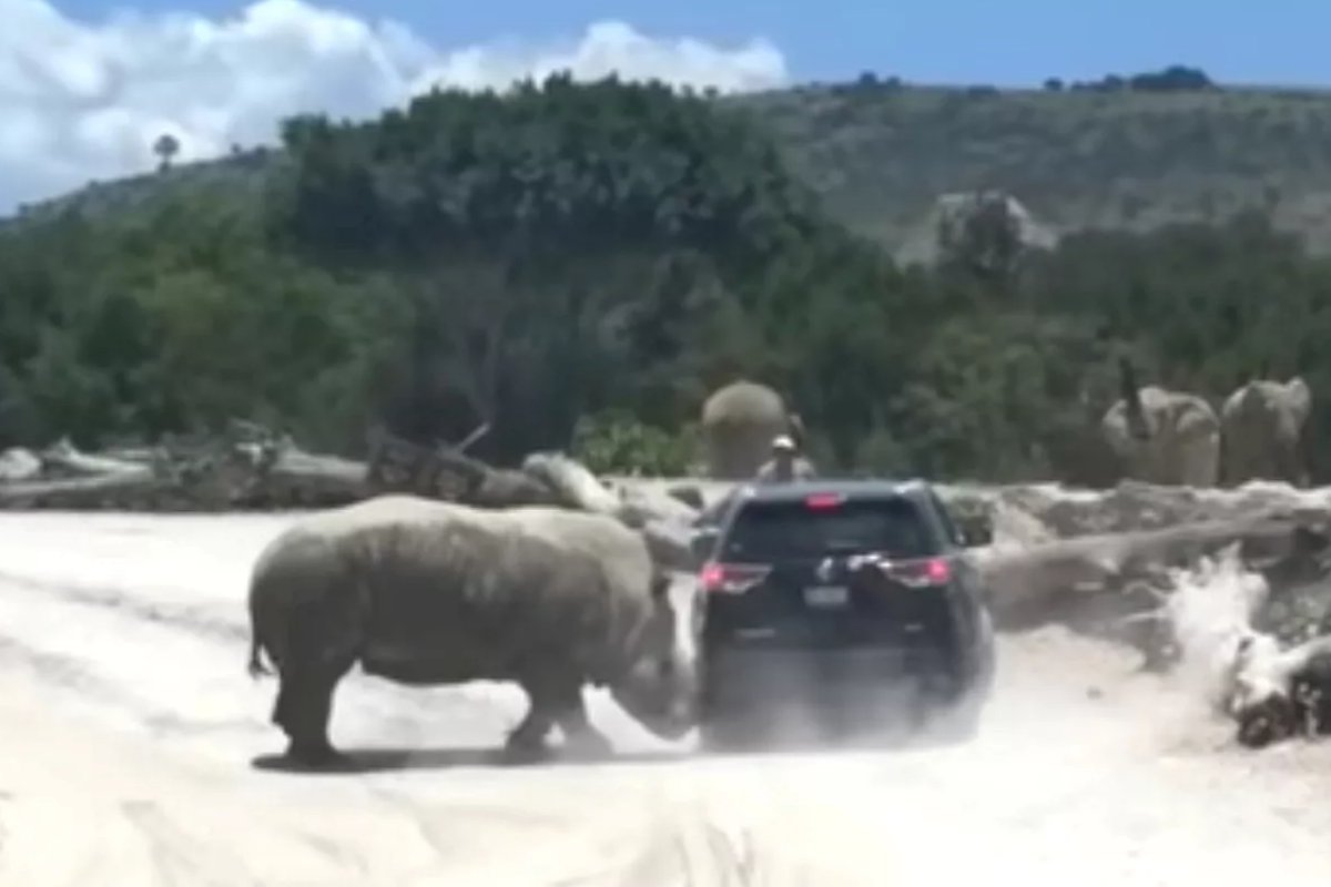 rinoceronte attacca l'automobilista