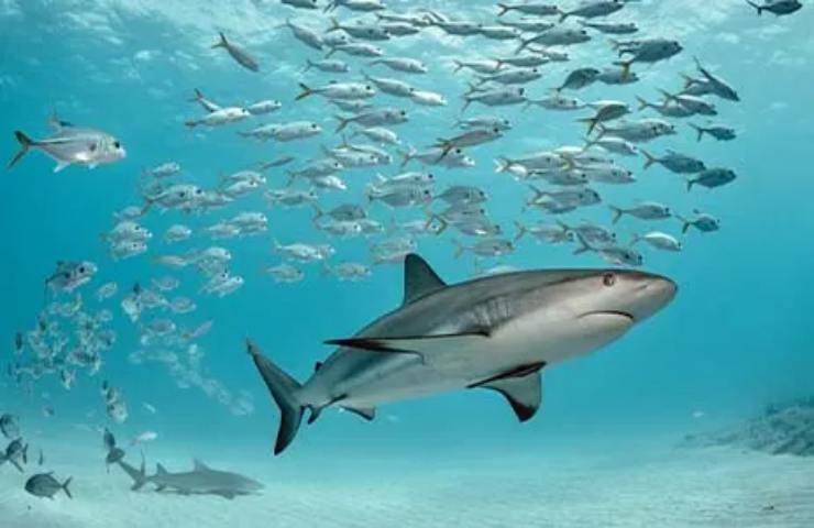 squali alle maldive