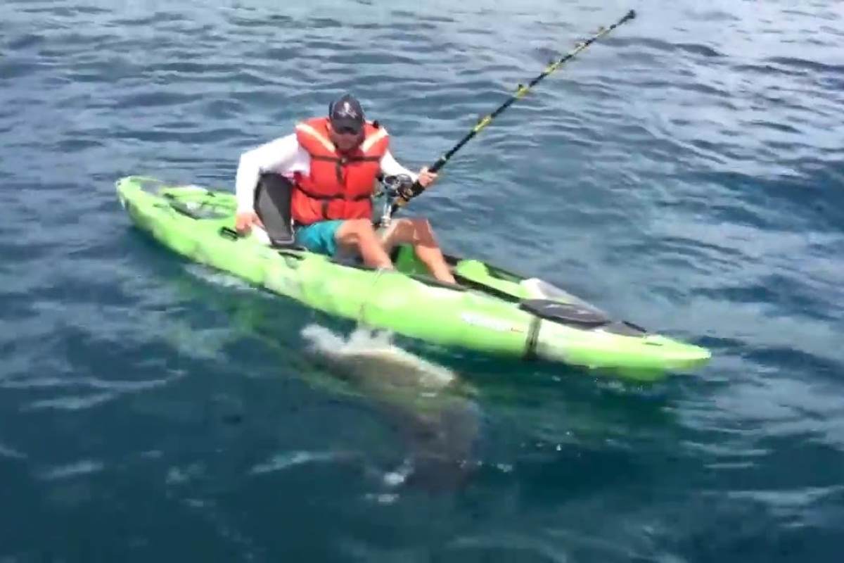 squalo capovolge il kayak