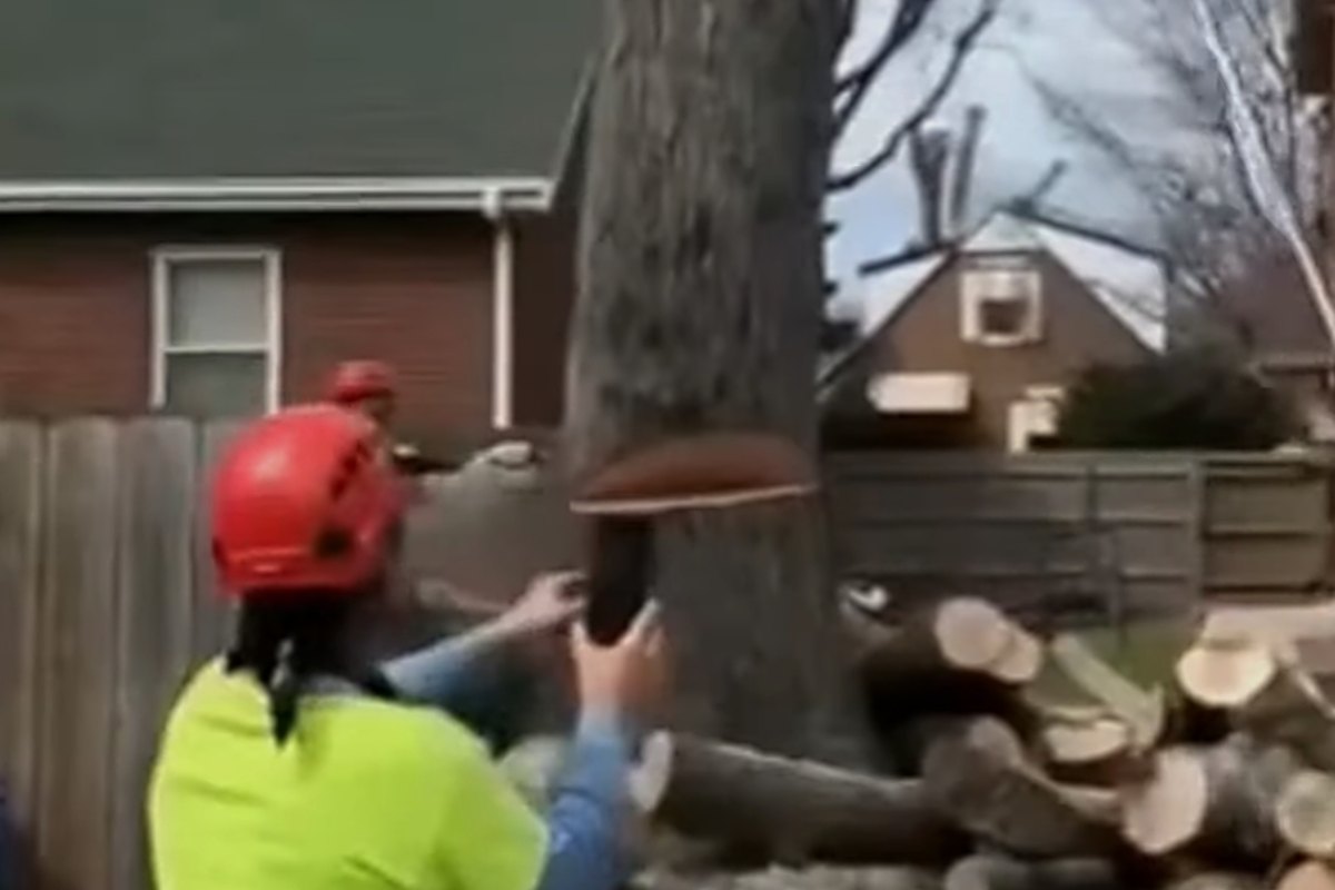 tagliano un vecchio albero